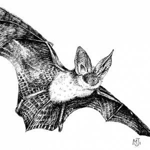An illustration of a brown long-eared bat
