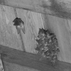 Brown long-eared bat roost at Heydon church