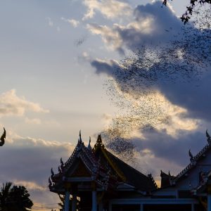 Hundred Million Bats at Wat Khao Chong Pran, Ratchaburi Thailand
