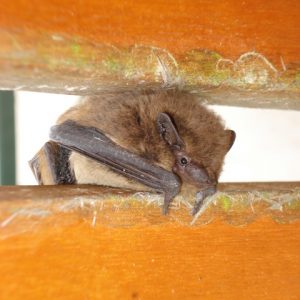 A Soprano Pipistrelle bat, a tiny brown bat perched in a gap between two pine planks