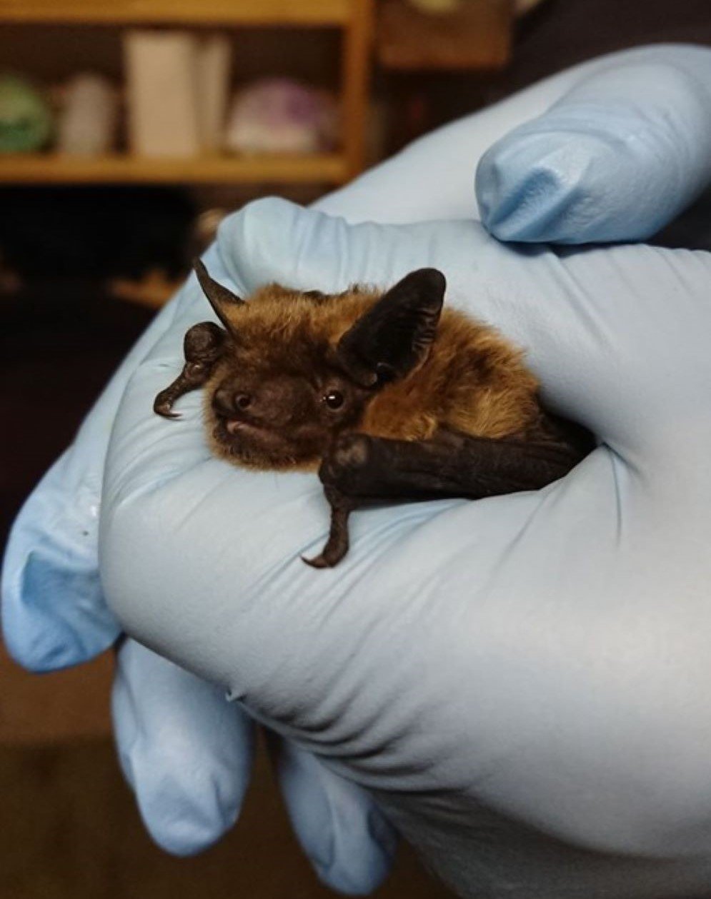 Mr Grumpy (2) Mr Grumpy (2)