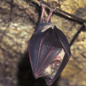 Cropped image of a Greater Horseshoe Bat hibernating upside-down