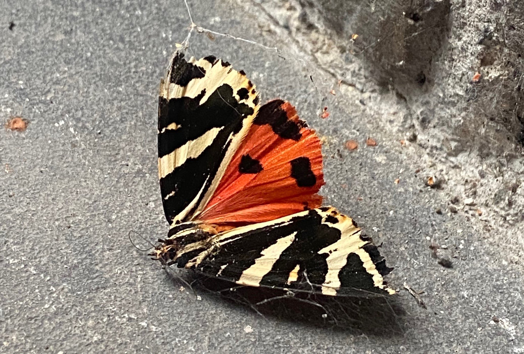 michelle survey2 (2) Image of a Jersey Tiger Moth on a concrete floor