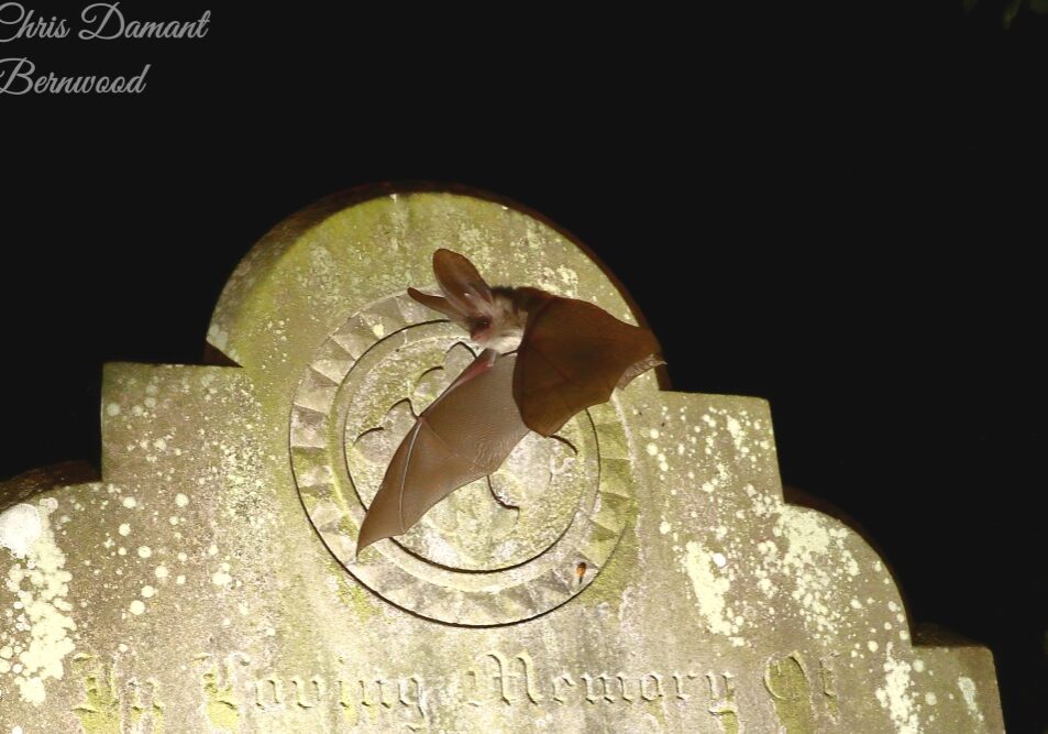 A brown long eared bat flying in front of gravestone
