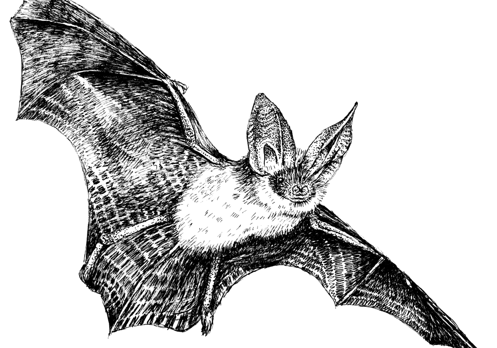 Brown Long-eared Drawing An illustration of a brown long-eared bat