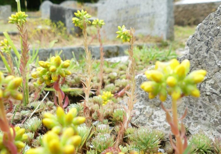 ChurchImages-Cornwall-Chacewater- Stonecrop yellow stonecrops flower in a graveyard