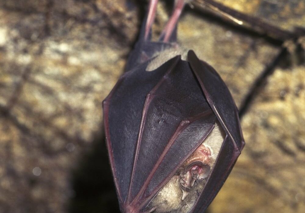 Greater horseshoe bat hibernating - Hugh Clark (2) Cropped image of a Greater Horseshoe Bat hibernating upside-down