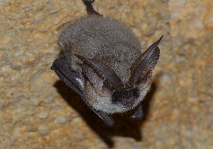 Grey long eared bat_CC_Andrei Sakhno Image of a grey long-eared bat