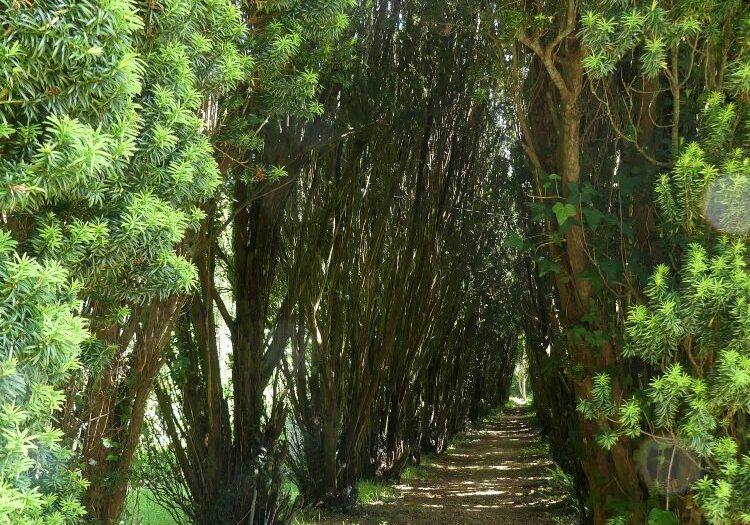 An avenue of trees