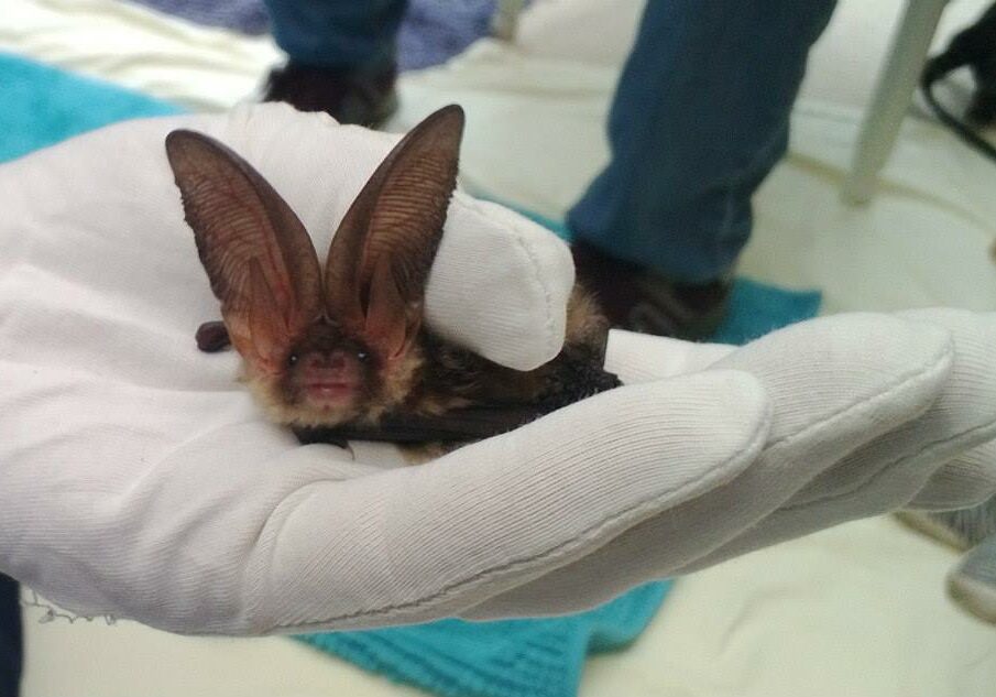 A long eared bat looking at the camera, being held by a hand in a white cotton glove