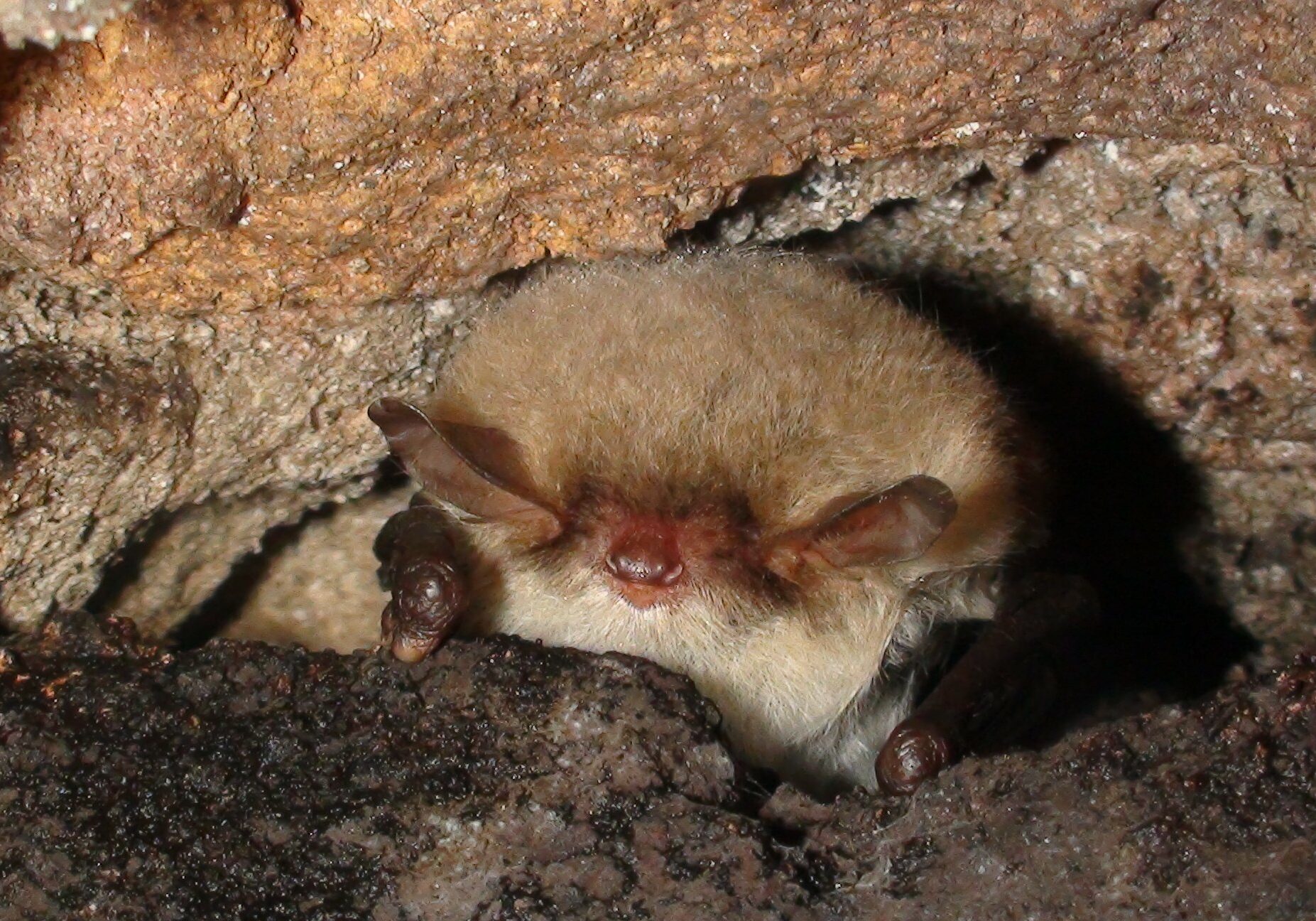 Natterer's bat hibernating - Daniel Hargreaves / bats.org.uk The face of a Natterer's Bat, the bat is squeezed into a small gap in some stonework