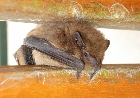 Soprano pipistrelle - Dave Short / Bats.org.uk A Soprano Pipistrelle bat, a tiny brown bat perched in a gap between two pine planks