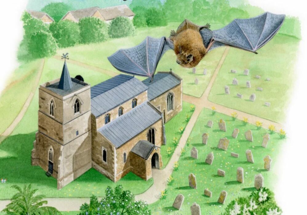 The front cover of The Little Church Bat, showing an illustration of a bat flying over a church