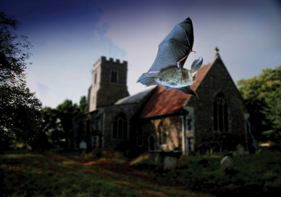 A brown long eared bat flying in front of a church